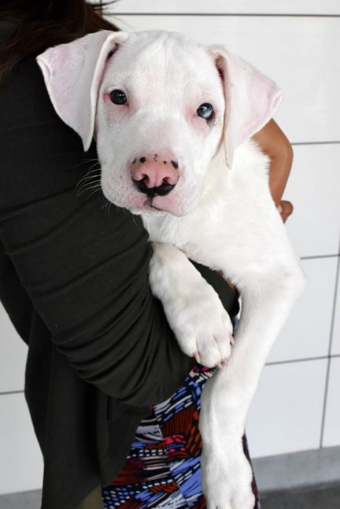 Thanks to Denver, Star can enjoy her puppy life like any normal puppy would.