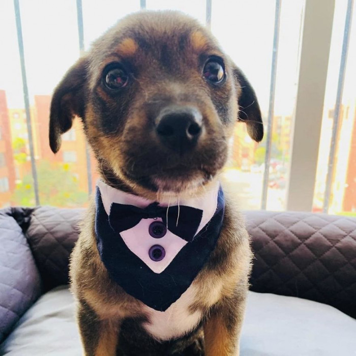 Vicente got all dressed up in his tux for his new family