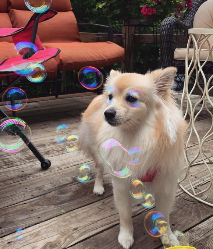 13. "Managed to get this perfectly timed photo of my Pom today."