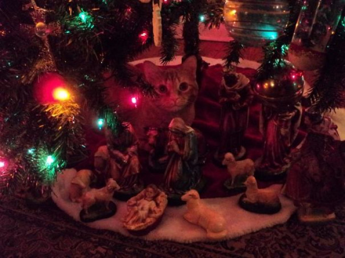 31. "Parent's Cat Decided To Become Part Of The Nativity Scene"
