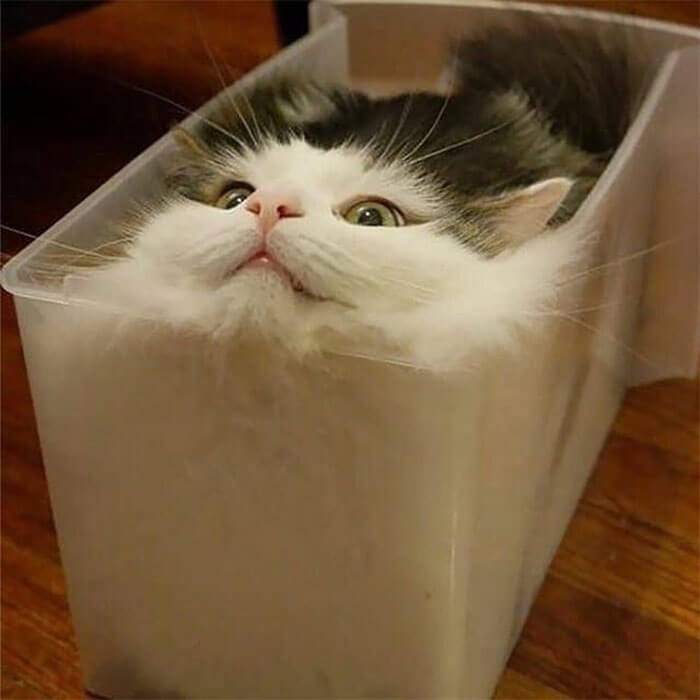 17. It is a known fact that cats are liquid.