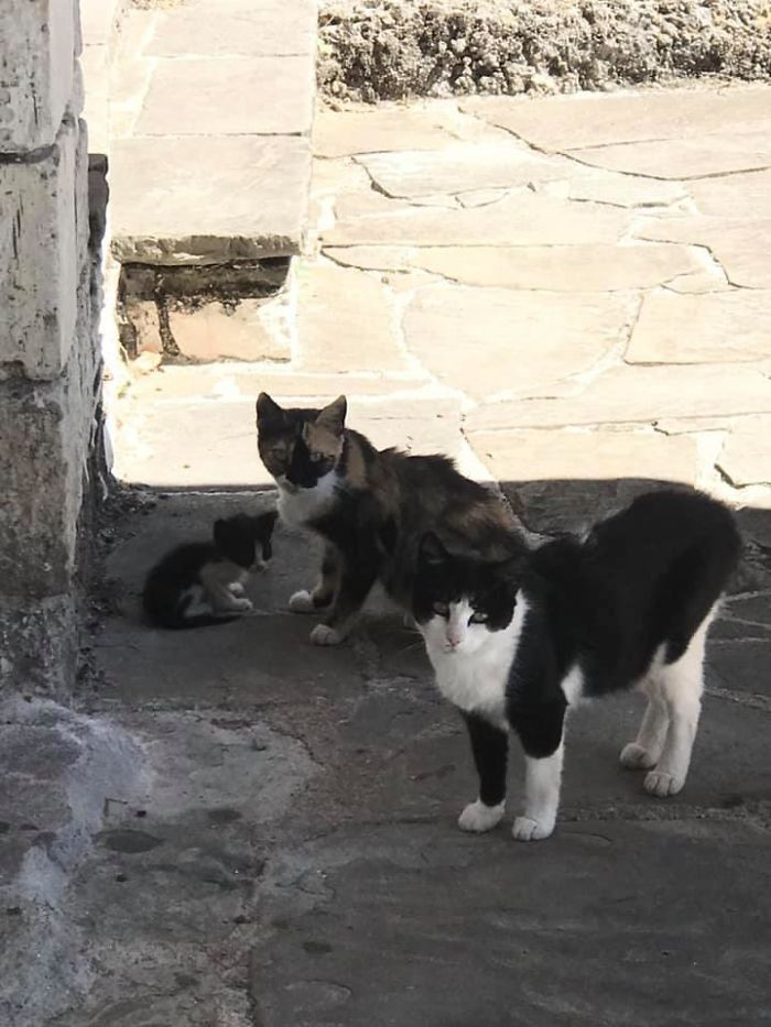 "Don’t Pspsps To Me Or My Son Or My Wife Ever Again. 🐱 Cats At A Local Museum In Ioannina, Greece."
