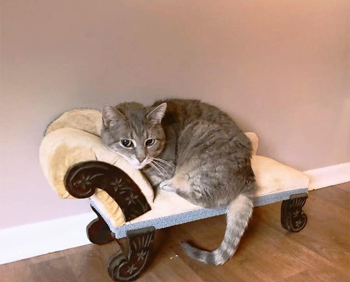 So the cat finally approved of this item from the garage sale finds.