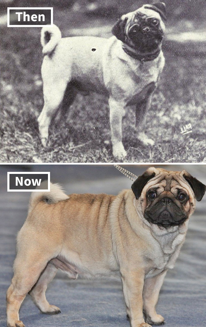what dogs looked like before breeding