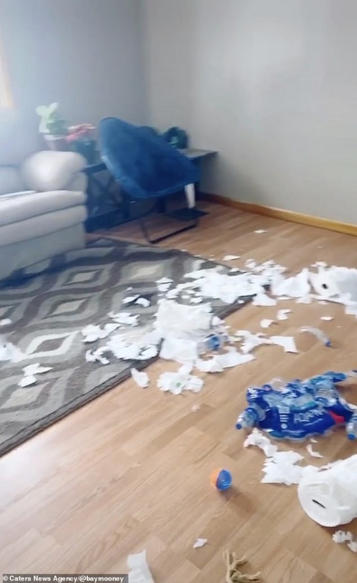 Her hilarious video also shows water bottle packages that were torn open and left by the couch
