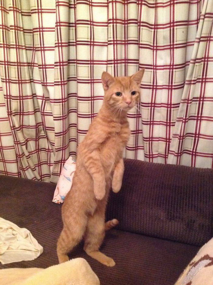 #118 I Am A Meercat