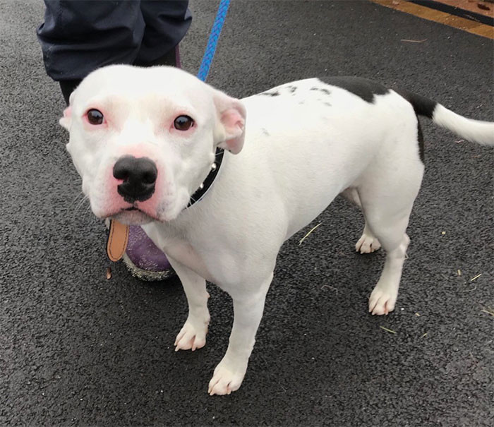 Viral video frame showing a dog being abandoned on a roadside