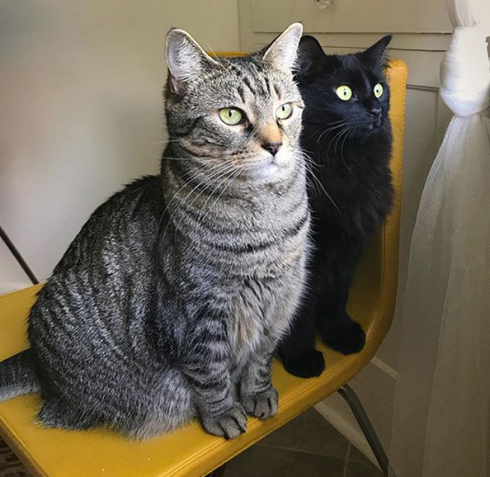 Cat perched near a screen, suggesting playful mind control theme