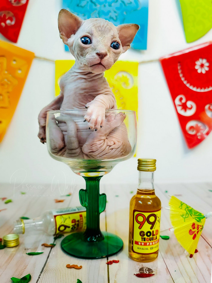 Allow us to momentarily pause the stream of adorable Tamale photos to show you how much thought is regularly put into The Naked Ladies Cat House's photos of their kittens. They're clearly experts!