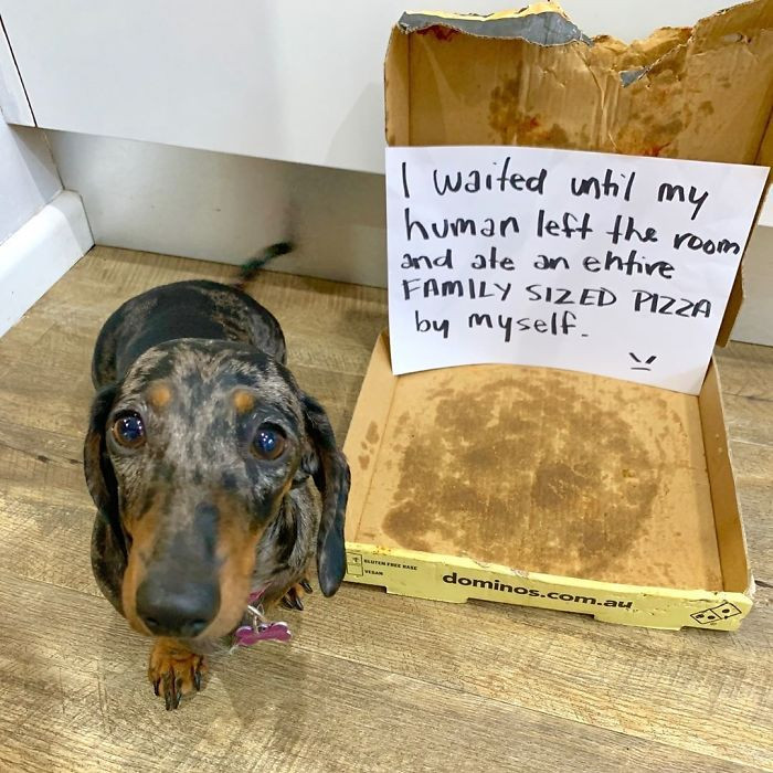 24. Pizza-Loving Dachshund