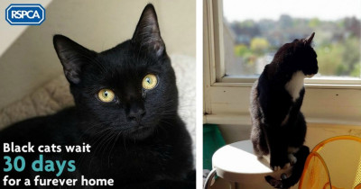 The Loneliest Cat In Britain Is Facing His Second Christmas Alone