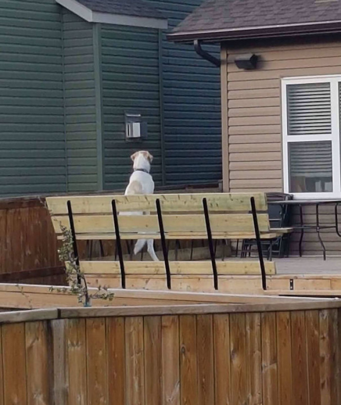 #50 Mom Looked Out The Window And Saw Her Neighbours Dog Sitting Like This