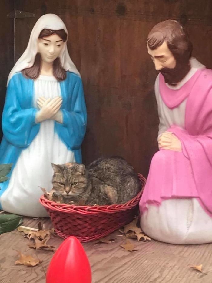 Holiday cheer moment, shared photograph of the cat in the nativity scene