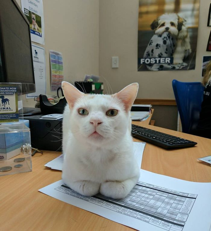 This cat has work experience...