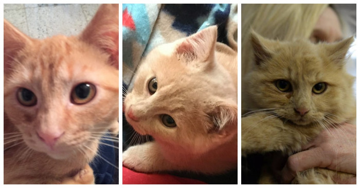 He and his handler approached the drain and found a trapped kitten. Soon, the shelter staff discovered two more.