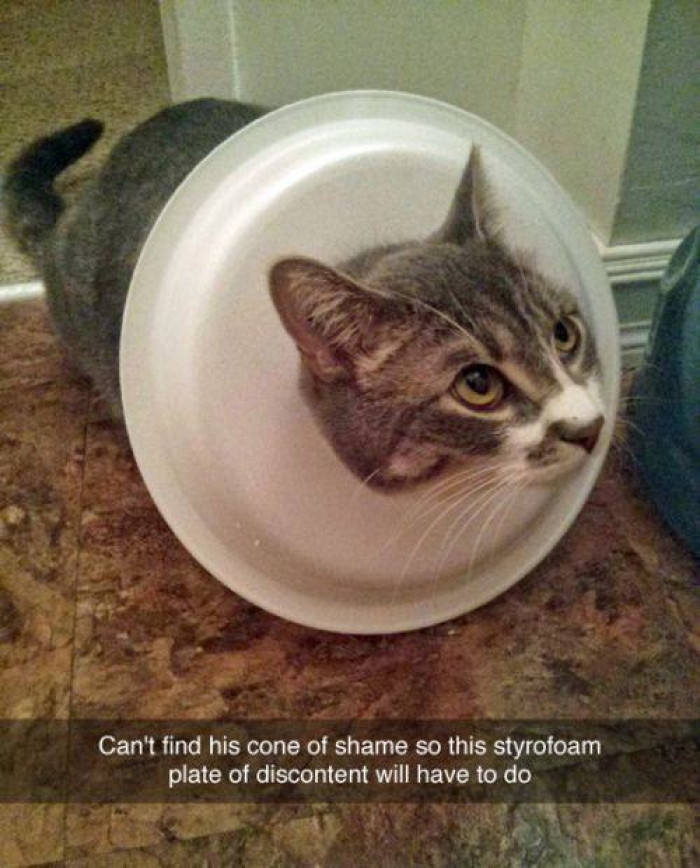 1. Cat owners get creative.