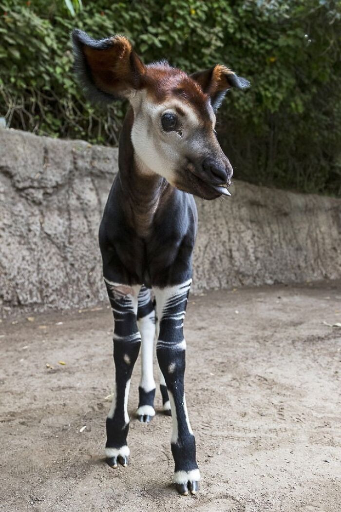 20. Ever Seen A Baby Okapi? Now You Have!