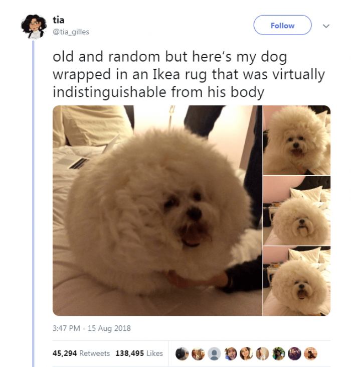 It's a dog rug wrap!