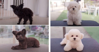 Dogs Before And After Their Visit To The Groomer Document Incredible Transformations