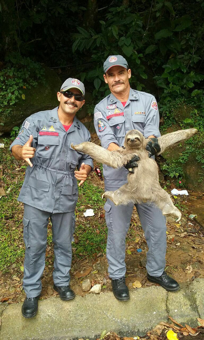 4. Fabulous sloth rescued by a couple of firefighters