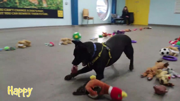 The staff decided to find a way for each dog to pick out their own gift this year!