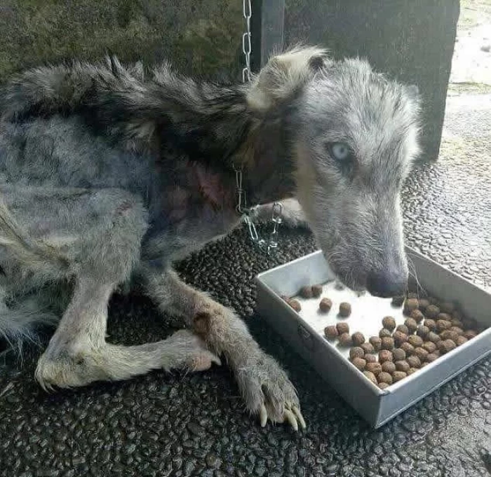 This is what the dog looked like when Rico found him.