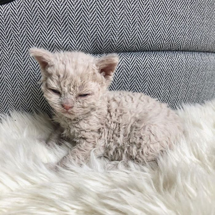 Little Kittens Have Adorable Curly Fur Like Nothing You've Seen Before