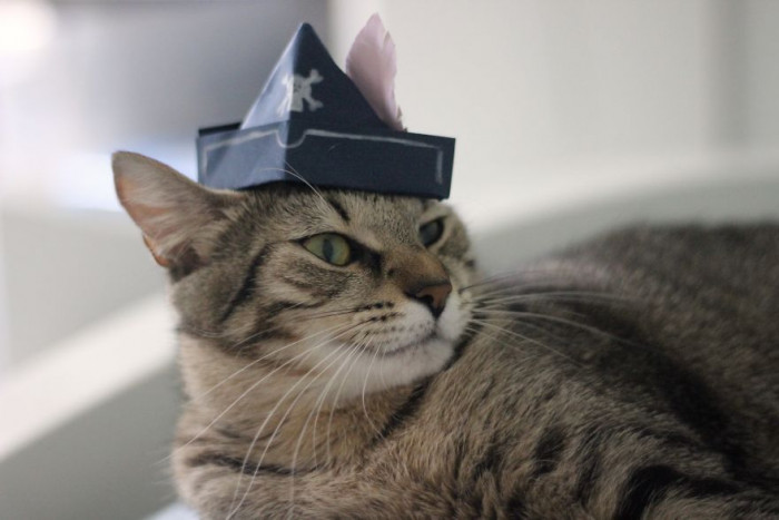 Adult cat Coco Bean wearing a stylish hat, ready for a home