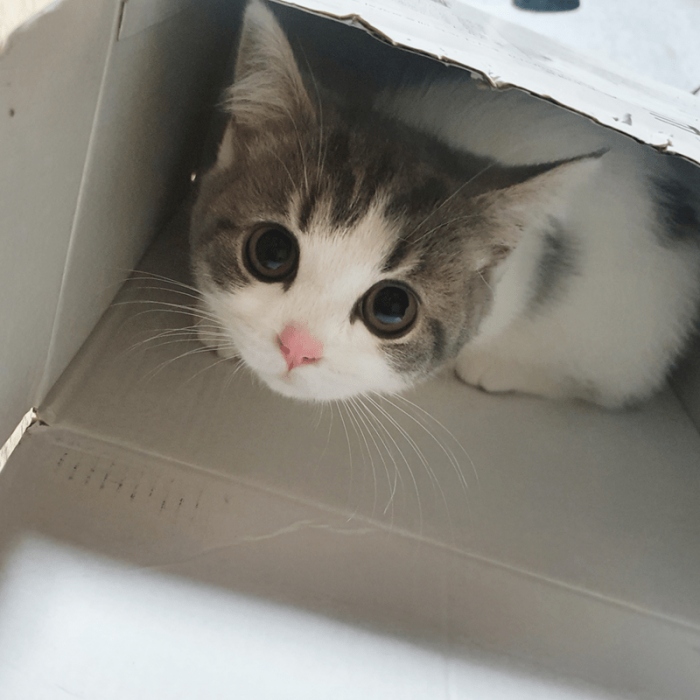 14. "When your cat is obsessed with packaging boxes:"