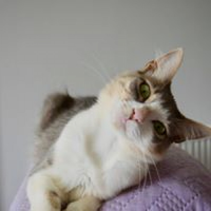 This sanctuary has its work cut out for it... finding someone to work for it.