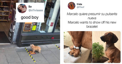 Dog Posts That Only Contain the Bestest Boys and Girls on the Internet