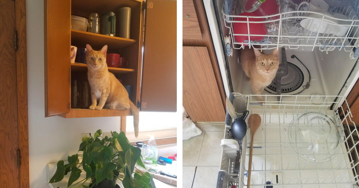 Cat Owner Documented Every Time Their Cat Oliver Goes Somewhere That He Should Not