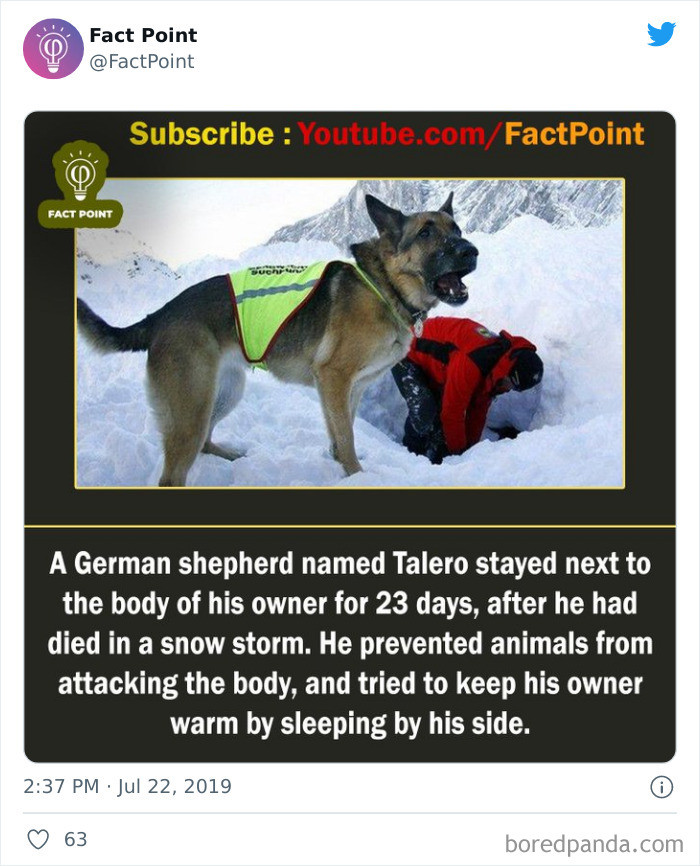 10. The Loyal German Shepherd Who Stayed by His Owner's Side.