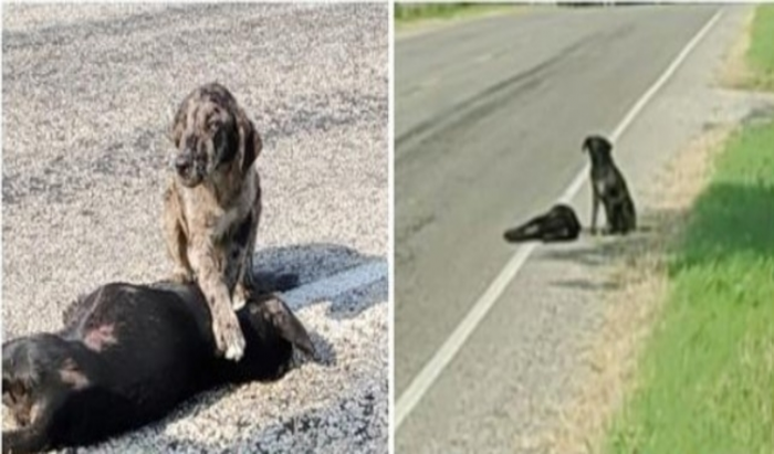 Guardian, a young Catahoula mix dog, was found along a Texas road with his deceased sister
