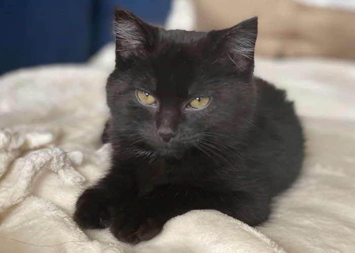 This is Crumb, OP’s cat