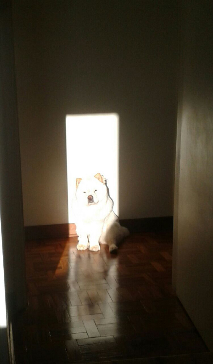 Cat basking on a balcony in direct sunlight, lounging calmly.