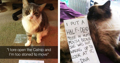 Cats Being Shamed For Being Jerks By Their Owners In The Best Possible Way