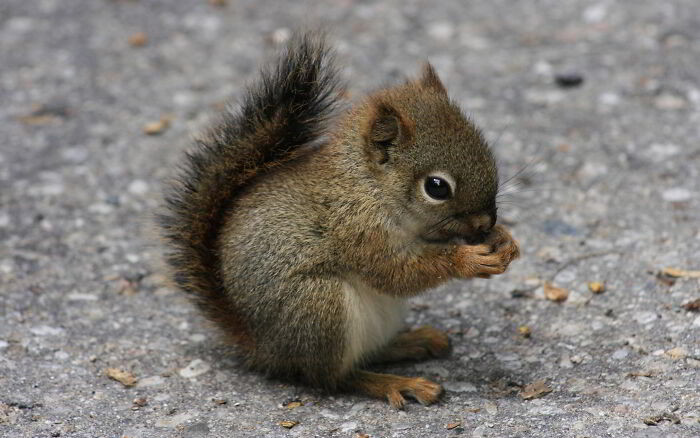 11. I Am Not Disappointed By This Baby Squirrel