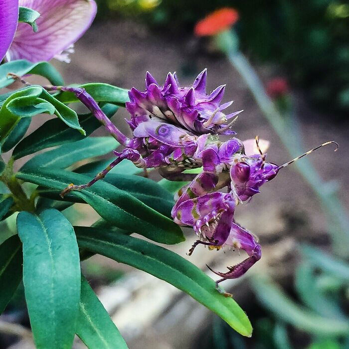 23. Spiny Flower Mantis, I Almost Didn't See It There