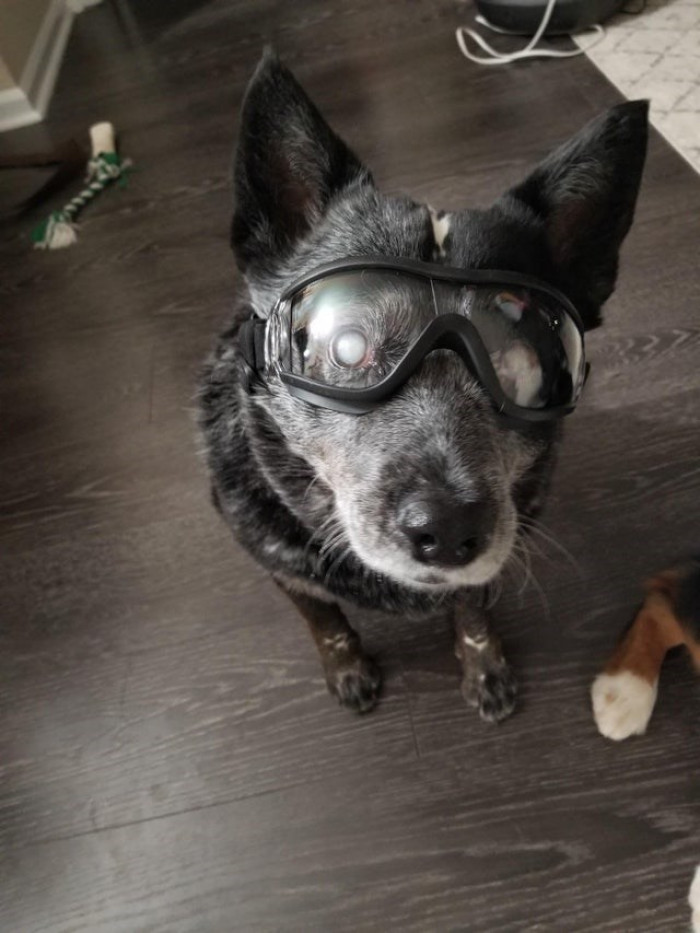 2. “My 11yr old dog is blind but still loves hiking so I got her doggles to protect her eyes from sticks”