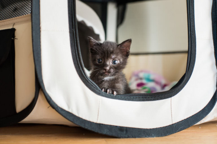 Two homeless kittens meet across a room, then start play fighting.