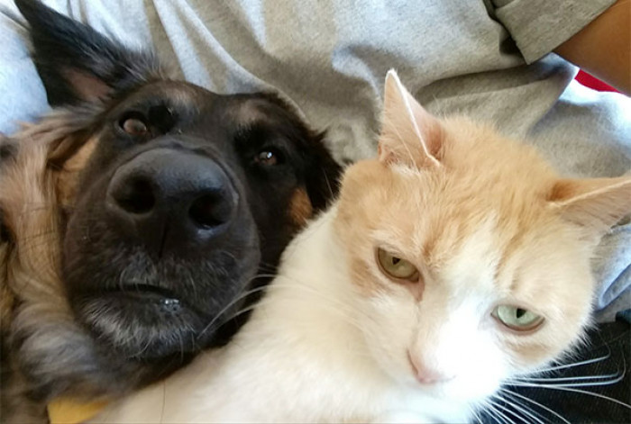 \#36 When My Dog Wants To Do A Selfie While My Cat Wants Nothing To Do With It