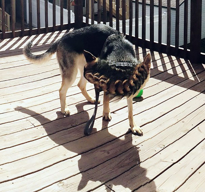 Funny hopping pug in a strange setting, captioned as rare breed