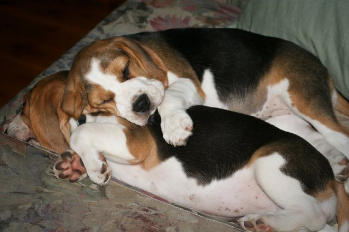 Big or Little Spoon?