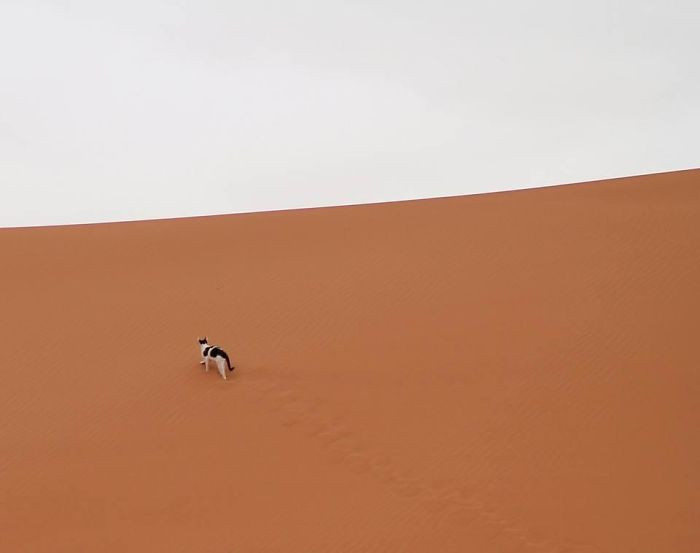 "The Last Thing I Expected To Spot In The Sahara Desert Was A Tuxedo Kitty. The Berber People In Our Tent Told Me He Visits Sometimes To Chase Away The Scorpions"