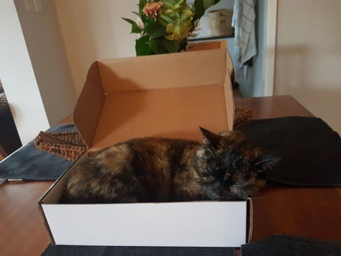 27. “Shoebox on the kitchen table = new bed.”