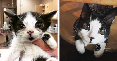 Adopted Kitten With Massive "Glass" Eyes Looks Just Like Porg