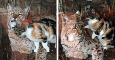 Kitten Finds Her Way Into A Zoo And Befriends A Wild Lynx
