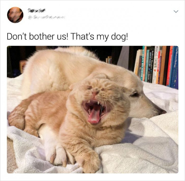 7. "Don't bother my dog, human!"