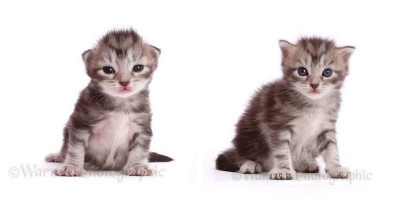 Time-Lapse Shows a Tiny Little Maine Coon Kitten Grow Up Into a Magnificent Beast And We Are Melting